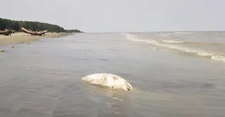 কুয়াকাটা সৈকতে ভেসে এলো অর্ধগলিত ডলফিন